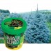 Набор для выращивания растений ВЫРАСТИ ДЕРЕВО! "Ель канадская голубая" (банка, грунт, семена), zk-048