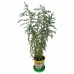 Набор для выращивания растений ВЫРАСТИ ДЕРЕВО! "Кипарис Аризонский" (банка, грунт, семена), zk-056